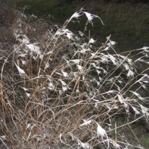 Themeda triandra at Canberra Central, ACT - 16 May 2016