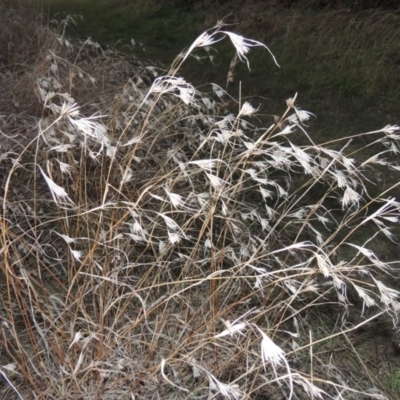 Themeda triandra (Kangaroo Grass) at Canberra Central, ACT - 16 May 2016 by michaelb