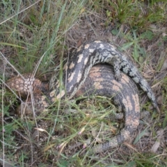 Tiliqua nigrolutea (Blotched Blue-tongue) at Rendezvous Creek, ACT - 24 Nov 2009 by roymcd