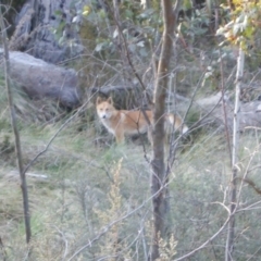Canis lupus (Dingo / Wild Dog) at Namadgi National Park - 27 Sep 2012 by roymcd