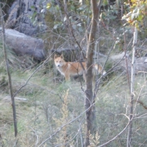 Canis lupus at Tennent, ACT - 27 Sep 2012 05:30 PM