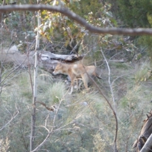 Canis lupus at Tennent, ACT - 27 Sep 2012 05:30 PM