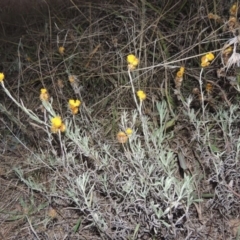 Chrysocephalum apiculatum (Common Everlasting) at Canberra Central, ACT - 16 May 2016 by michaelb