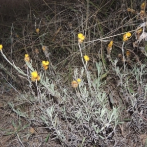 Chrysocephalum apiculatum at Canberra Central, ACT - 16 May 2016 06:52 PM