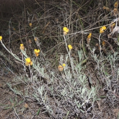 Chrysocephalum apiculatum (Common Everlasting) at Canberra Central, ACT - 16 May 2016 by MichaelBedingfield
