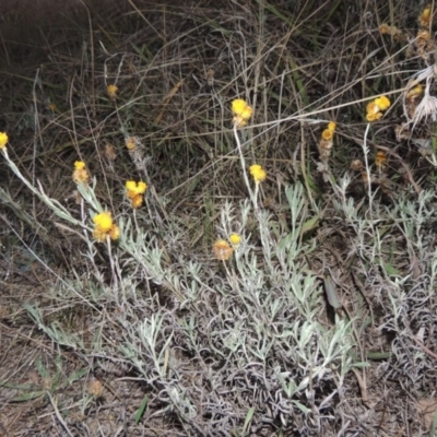 Chrysocephalum apiculatum (Common Everlasting) at Canberra Central, ACT - 16 May 2016 by michaelb