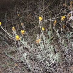 Chrysocephalum apiculatum (Common Everlasting) at Yarramundi Grassland
 - 16 May 2016 by michaelb