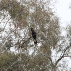 Zanda funerea (Yellow-tailed Black-Cockatoo) at Mount Majura - 28 May 2016 by petersan