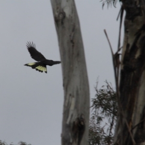 Zanda funerea at Canberra Central, ACT - 28 May 2016 03:15 PM