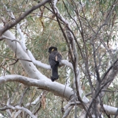 Zanda funerea at Canberra Central, ACT - 28 May 2016