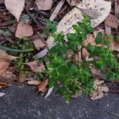 Euphorbia peplus (Petty Spurge) at Fadden, ACT - 27 May 2016 by RyuCallaway