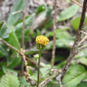 Bidens pilosa at Fadden, ACT - 28 May 2016 09:51 AM