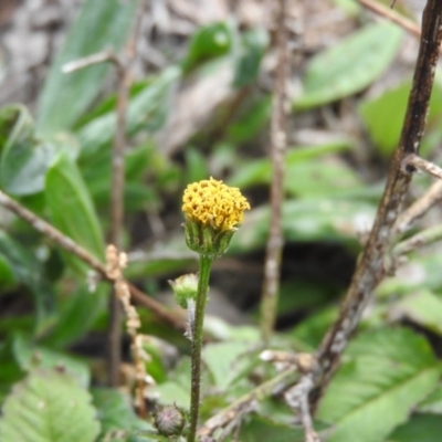 Bidens pilosa (Cobbler's Pegs, Farmer's Friend) at Wanniassa Hill - 27 May 2016 by RyuCallaway