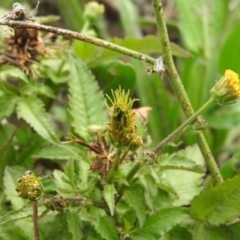 Bidens pilosa at Fadden, ACT - 28 May 2016