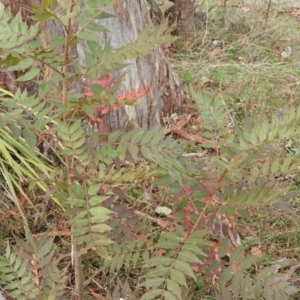 Pistacia chinensis at Fadden, ACT - 28 May 2016 10:00 AM