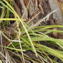 Lomandra longifolia (Spiny-headed Mat-rush, Honey Reed) at Fadden, ACT - 28 May 2016 by ArcherCallaway