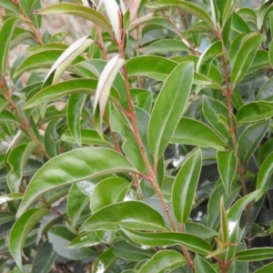 Ligustrum lucidum at Fadden, ACT - 28 May 2016