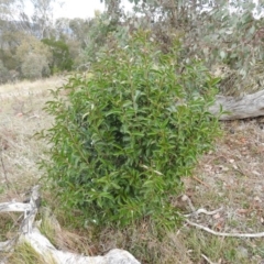 Ligustrum lucidum at Fadden, ACT - 28 May 2016 10:01 AM