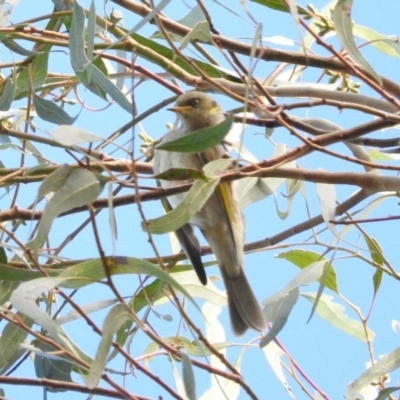 Ptilotula fusca (Fuscous Honeyeater) at Acton, ACT - 14 May 2016 by RyuCallaway