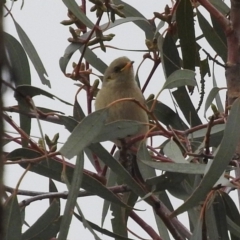Ptilotula fusca (Fuscous Honeyeater) at Fadden, ACT - 28 May 2016 by ArcherCallaway