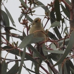 Ptilotula fusca (Fuscous Honeyeater) at Wanniassa Hill - 27 May 2016 by RyuCallaway