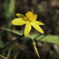 Tricoryne elatior (Yellow Rush Lily) at Chisholm, ACT - 17 Feb 2016 by MichaelBedingfield