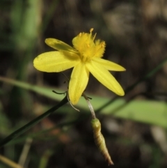 Tricoryne elatior (Yellow Rush Lily) at Tuggeranong Pines - 17 Feb 2016 by michaelb