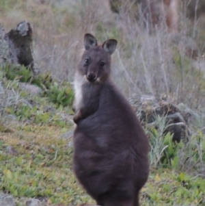 Osphranter robustus robustus at Theodore, ACT - 22 Jul 2014 06:33 PM