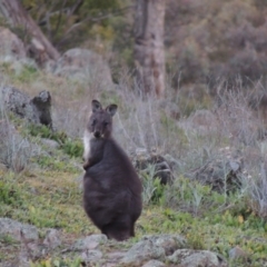 Osphranter robustus robustus at Theodore, ACT - 22 Jul 2014 06:33 PM