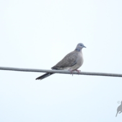 Spilopelia chinensis (Spotted Dove) at Giralang Wetlands - 26 May 2016 by ArcherCallaway