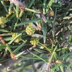 Acacia ulicifolia (Prickly Moses) at Isaacs Ridge - 28 May 2016 by Mike