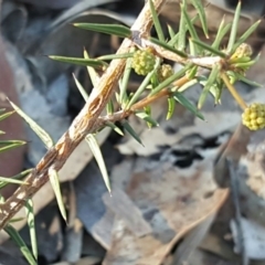 Acacia ulicifolia at Isaacs Ridge - 29 May 2016 12:00 AM