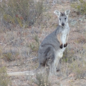 Osphranter robustus robustus at Tennent, ACT - 5 Feb 2014