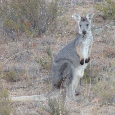 Osphranter robustus robustus (Eastern Wallaroo) at Gigerline Nature Reserve - 5 Feb 2014 by michaelb