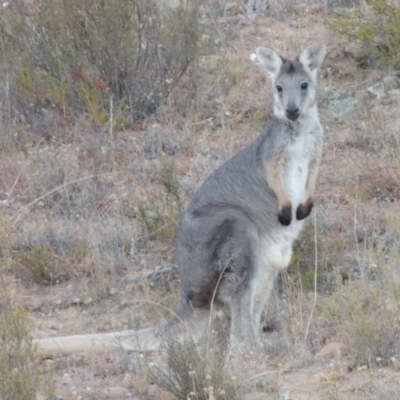 Osphranter robustus (Wallaroo) at Gigerline Nature Reserve - 5 Feb 2014 by michaelb