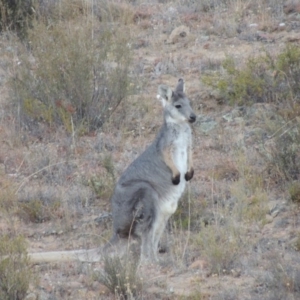 Osphranter robustus robustus at Tennent, ACT - 5 Feb 2014