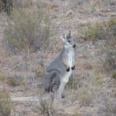 Osphranter robustus at Tennent, ACT - 5 Feb 2014