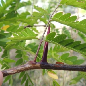 Gleditsia triacanthos at Chisholm, ACT - 17 Feb 2016