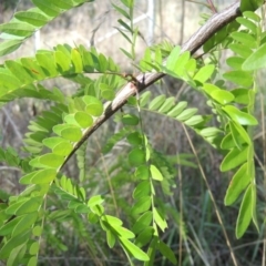 Gleditsia triacanthos at Chisholm, ACT - 17 Feb 2016