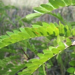 Gleditsia triacanthos at Chisholm, ACT - 17 Feb 2016