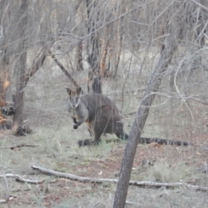 Wallabia bicolor at Red Hill, ACT - 20 Jun 2015 04:45 PM