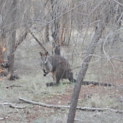 Wallabia bicolor (Swamp Wallaby) at Red Hill, ACT - 20 Jun 2015 by MichaelMulvaney