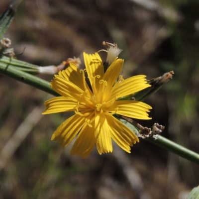 Chondrilla juncea (Skeleton Weed) at Chisholm, ACT - 17 Feb 2016 by michaelb