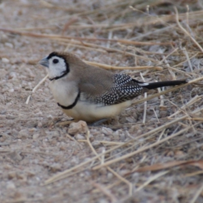 Stizoptera bichenovii (Double-barred Finch) at Stromlo, ACT - 28 May 2016 by roymcd