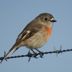 Petroica boodang (Scarlet Robin) at Stromlo, ACT - 28 May 2016 by roymcd