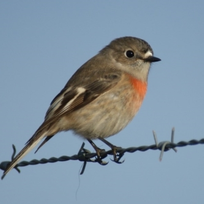 Petroica boodang (Scarlet Robin) at Cooleman Ridge - 28 May 2016 by roymcd