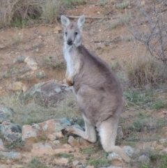 Osphranter robustus (Wallaroo) at Gigerline Nature Reserve - 17 Sep 2014 by michaelb