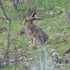 Lepus capensis at Red Hill, ACT - 18 Sep 2015