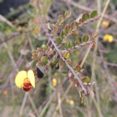 Bossiaea buxifolia (Matted Bossiaea) at Tuggeranong Pines - 17 Feb 2016 by michaelb