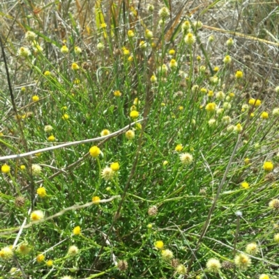 Calotis lappulacea (Yellow Burr Daisy) at Molonglo Valley, ACT - 11 Jan 2016 by RichardMilner